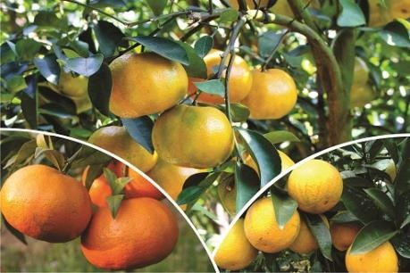Cây có múi - Đặc điểm thực vật học, kỹ thuật xử lý ra hoa và quản lý dinh dưỡng