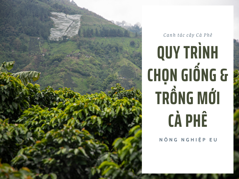 Hướng Dẫn Chọn Giống & Trồng Mới Cây Cà Phê