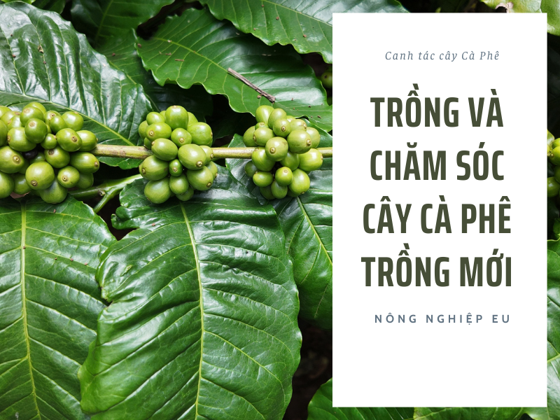 Trồng & Chăm Sóc Cây Cà Phê Trồng Mới