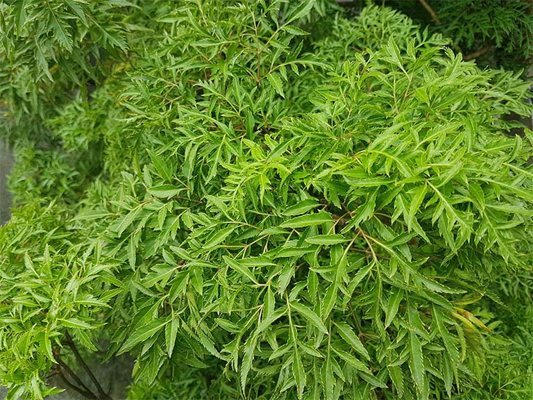 Cây Đinh Lăng - Đặc điểm, Điều kiện sinh trưởng và giá trị dược liệu