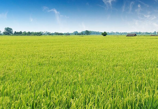 Kỹ thuật canh tác lúa năng suất cao: Hiểu rõ đặc tính và giai đoạn sinh trưởng