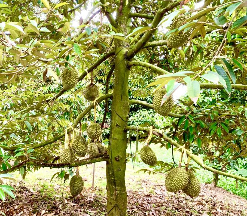 Nhóm sản phẩm chuyên sầu riêng