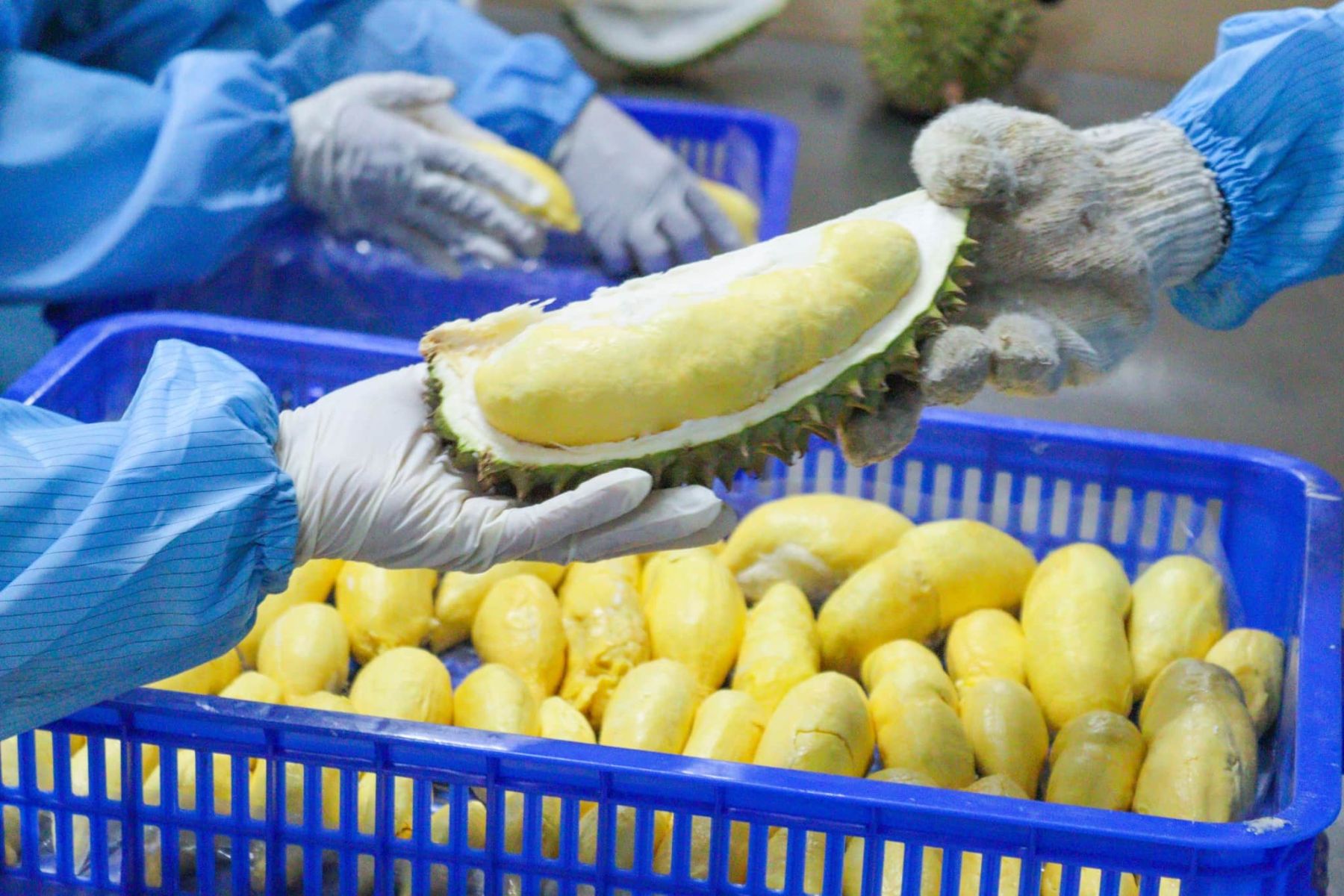 Truy xuất nguồn gốc - ‘giấy thông hành’ mới cho trái sầu riêng Việt Nam