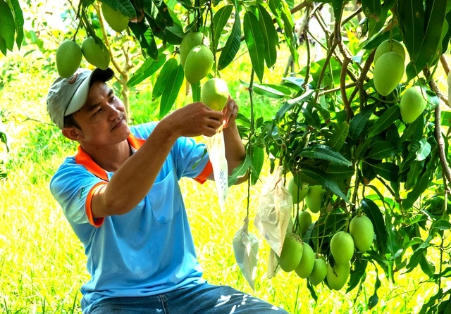 Sầu riêng - xoài - dứa rộng cửa xuất khẩu